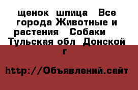 щенок  шпица - Все города Животные и растения » Собаки   . Тульская обл.,Донской г.